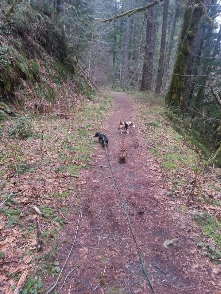 Hounds on the Barlow Trail