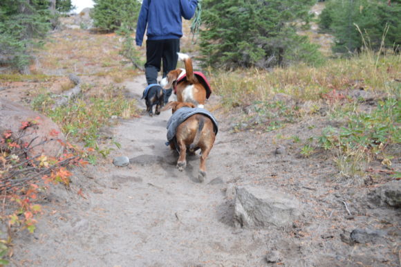 Dogs on a Mt. Hood/Pacific Crest Trail hike