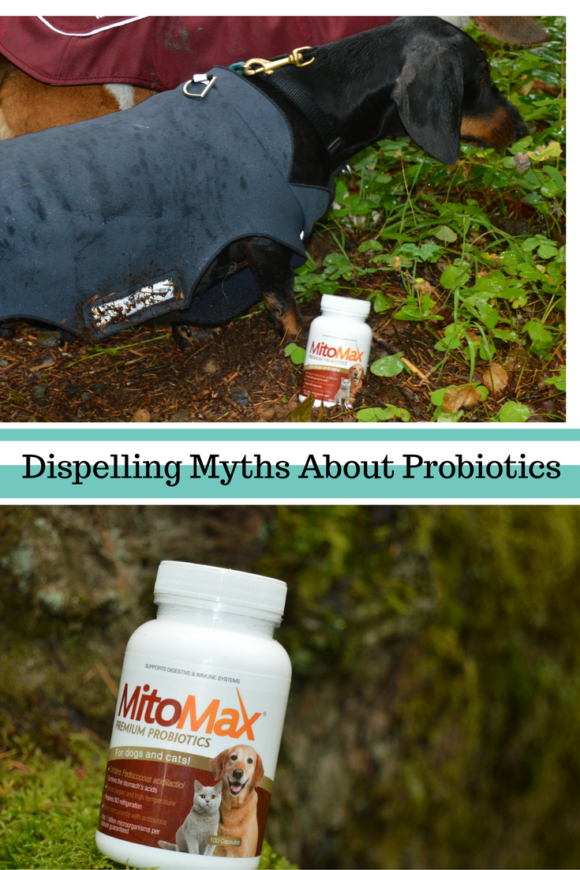 mitomax-dispelling-myths-about-probiotics