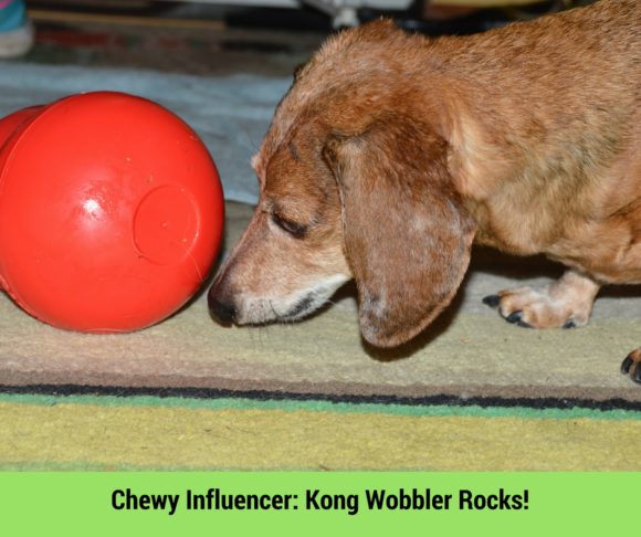 Chewy Influencer- Kong Wobbler Rocks!