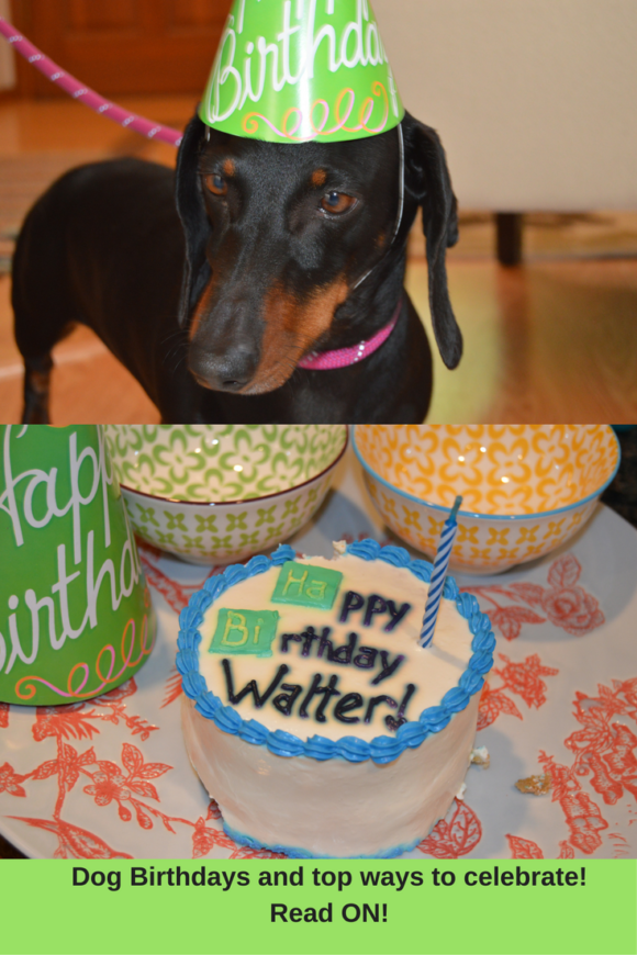 Dog Birthdays (2)