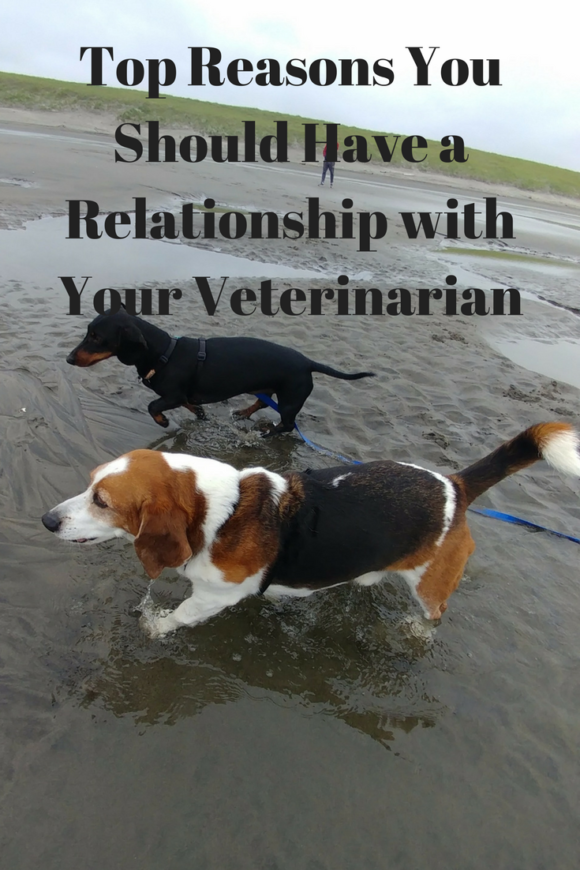 Top Reasons You Should Have a Relationship with Your Veterinarian (1)