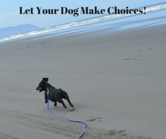 Let Your Dog Make Choices!