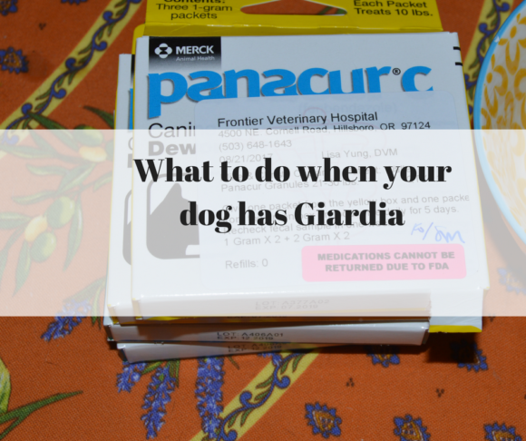 What to do when your dog has Giardia