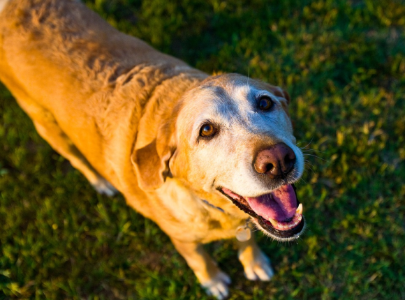 Shallow Breathing in Older Dogs | Wag and Cluck Wag and Cluck