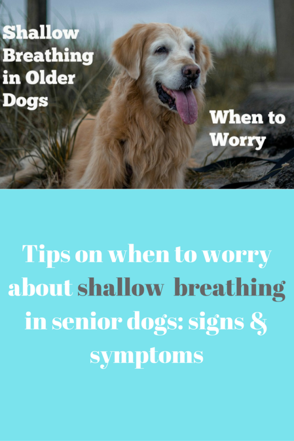 Tips on when to worry about shallow breathing in senior dogs- signs & symptoms