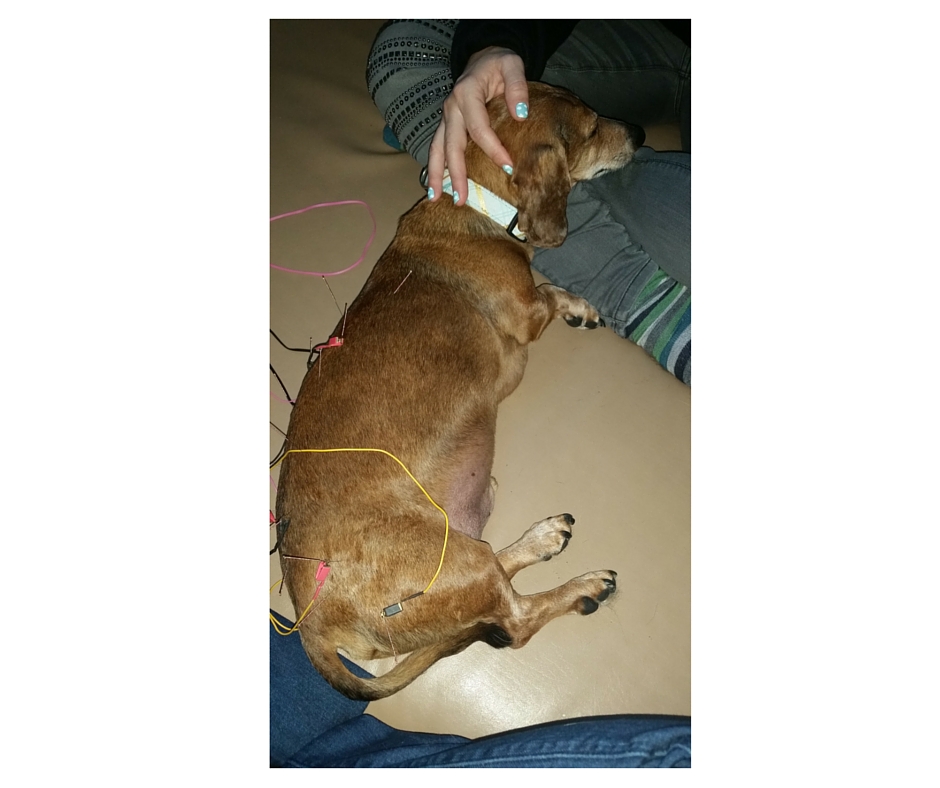 Acupuncture What dogs are top candidates? (part two) Wag and Cluck