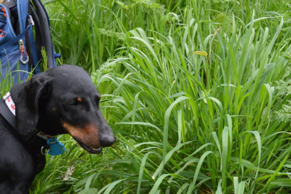 Why Do Dogs Eat Grass? Lessons I’ve Learned…