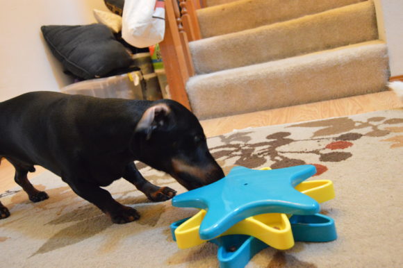 Chewy Review: Puzzle Toys & Primal Treats