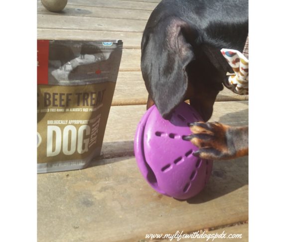Orijen Treats for Dog Days of Summer #Chewy Influencer