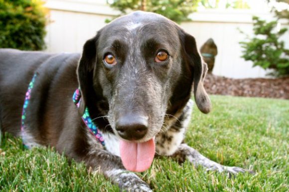 Immune Mediated Diseases in Dogs: Meet Sandy
