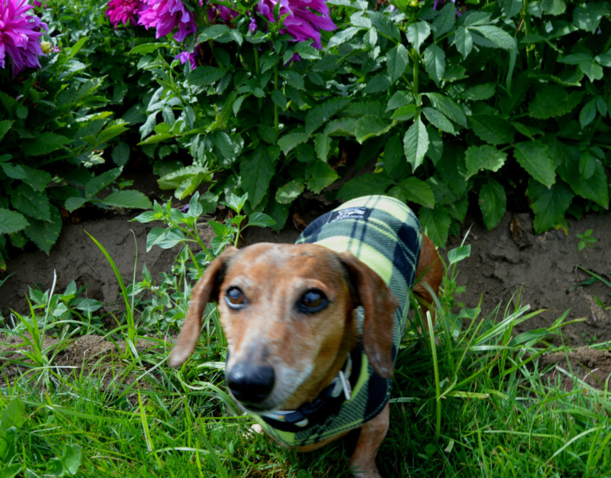 Teckelklub's Sierra Waterproof Dog Coat Tis the Season Wag and Cluck