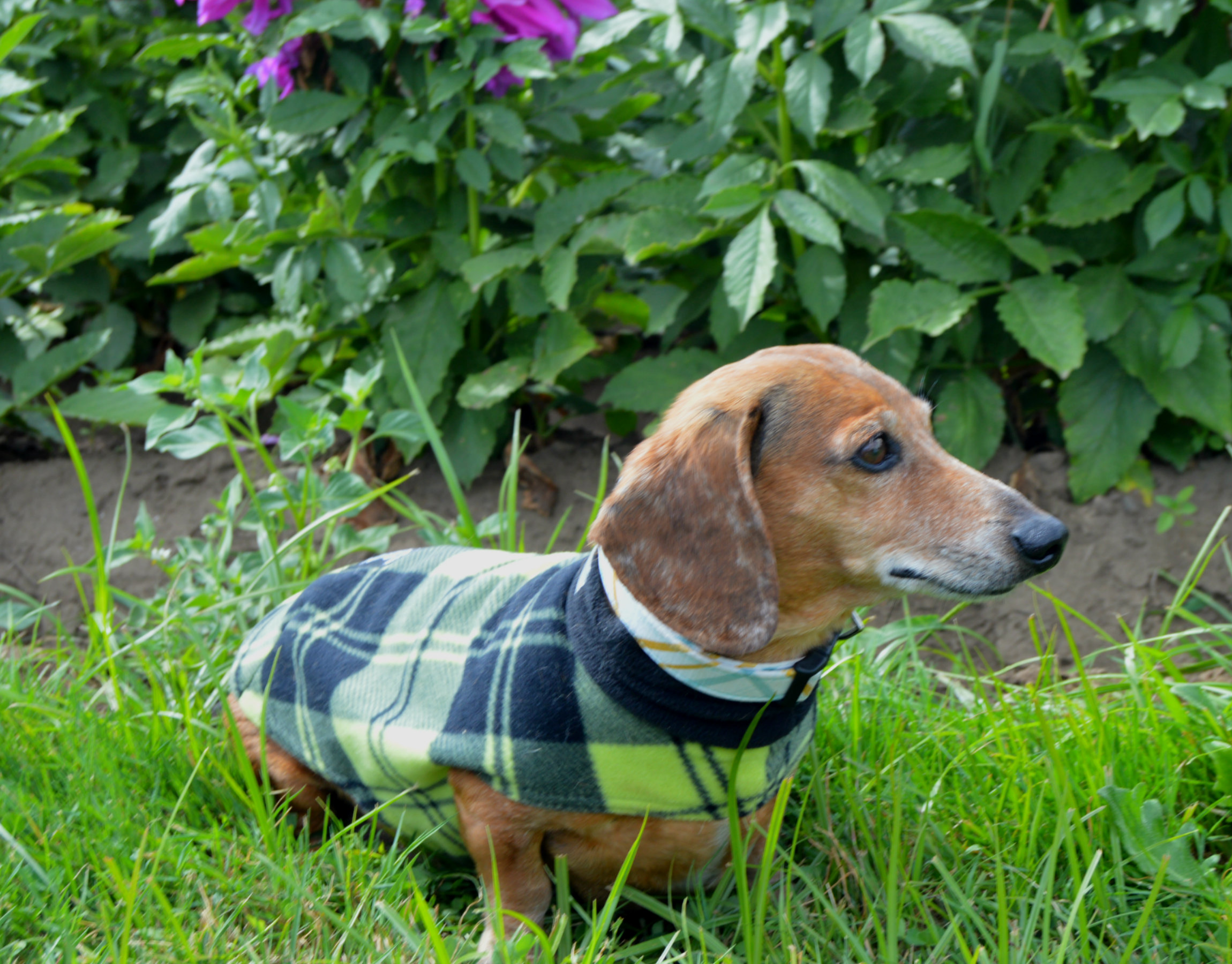 teckelklub dog fleece