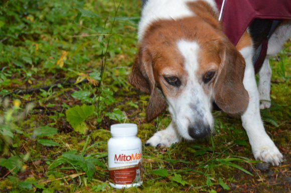 Let’s Dispel the Myths About Probiotics for Dogs