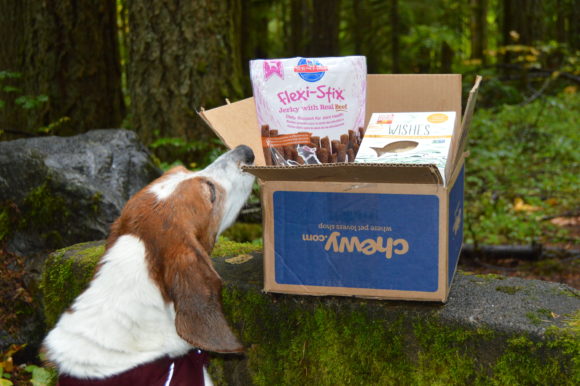 Chewy Fall Review: Rain is Back #Chewy Influencer