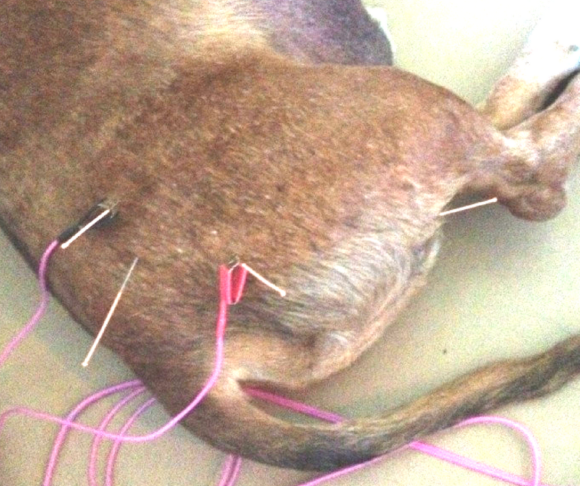 Acupuncture with Bruiser: National Dog Week