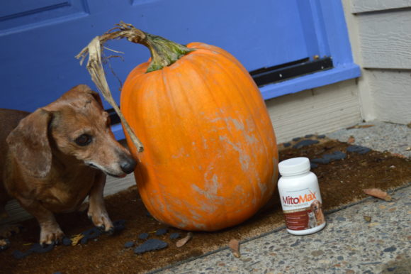 Halloween Is Stressful for Animals: How Probiotics Help & Safety Tips