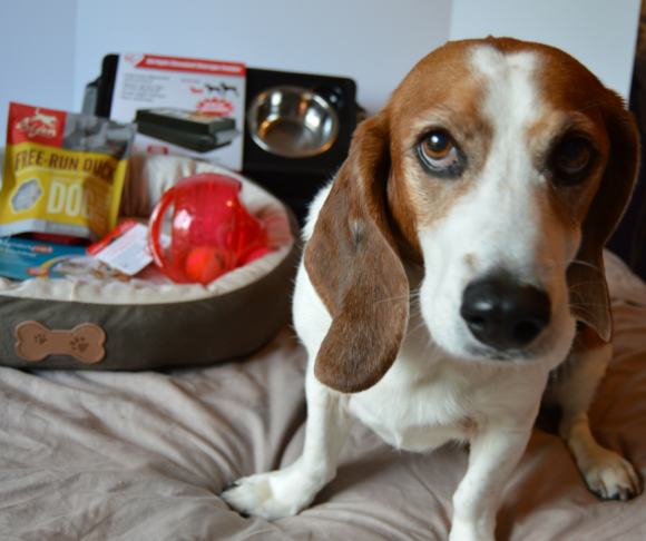 Chewy Gifts in Hounds, Holidays & Hot Buys Giveaway