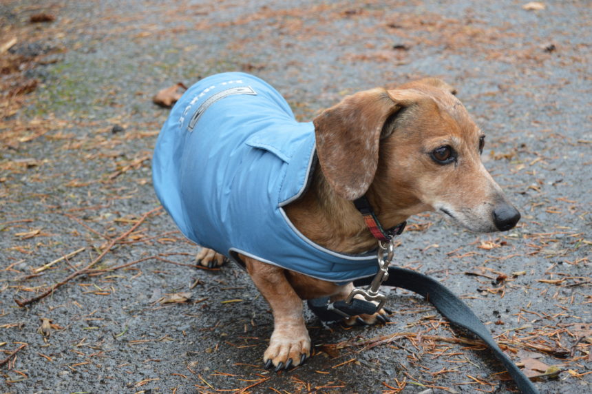 Teckelklub's Sierra Waterproof Dog Coat Tis the Season Wag and Cluck