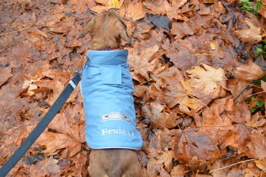 Teckelklub's Sierra Waterproof Dog Coat Tis the Season Wag and Cluck