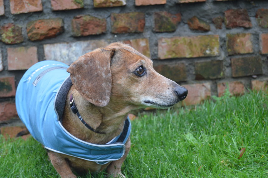 Teckelklub's Sierra Waterproof Dog Coat Tis the Season Wag and Cluck