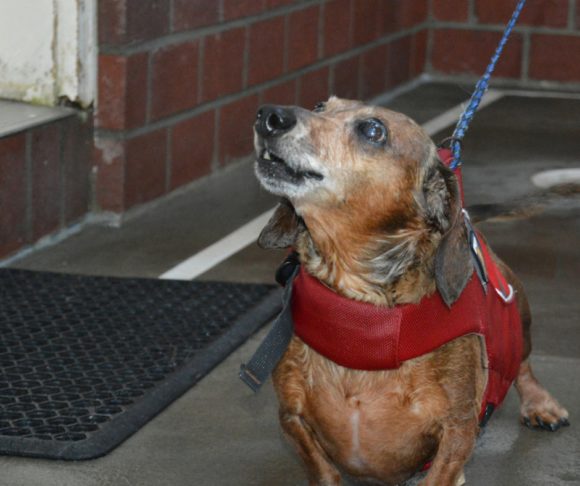 Benefits of Swimming: Young & Old Dogs