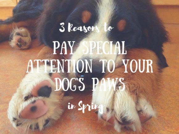 3 Reasons to Pay Special Attention to Your Dog’s Paws in Spring