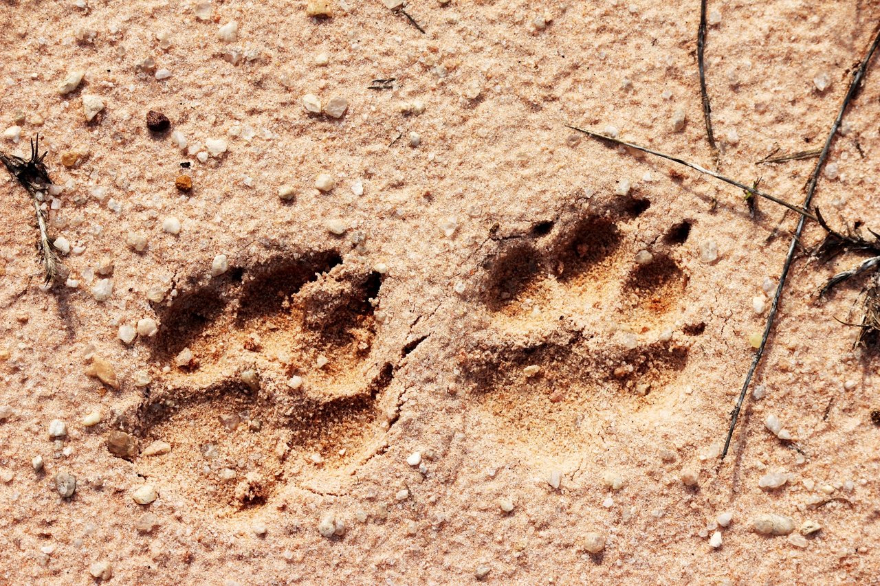 Отпечаток собачьей лапы на песке
