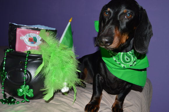 What do Chewy and St. Patty’s Day Have in Common? Giveaway!