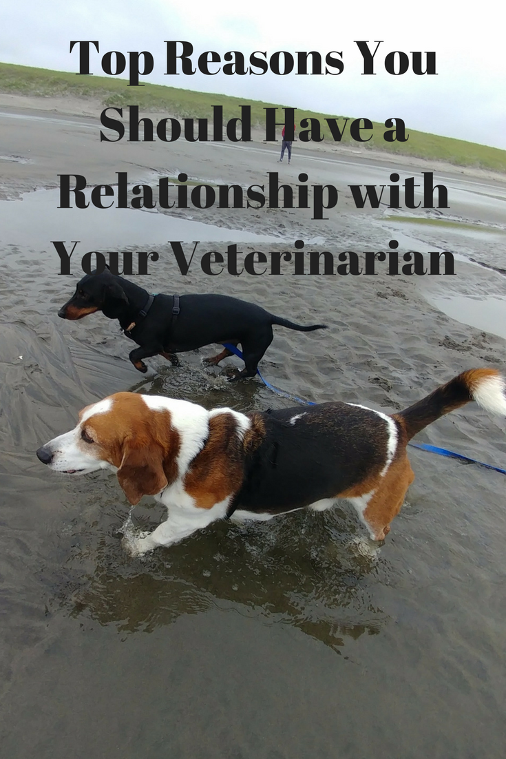 5 Reasons You Should Have a Relationship With Your Vet Wag and Cluck