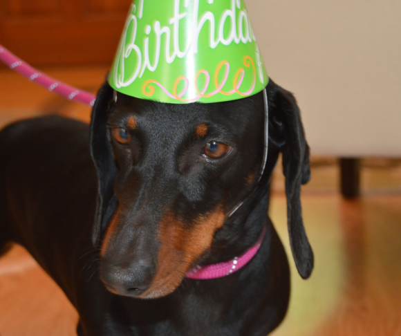 Top 3 Reasons To Celebrate Your Dog’s Birthday