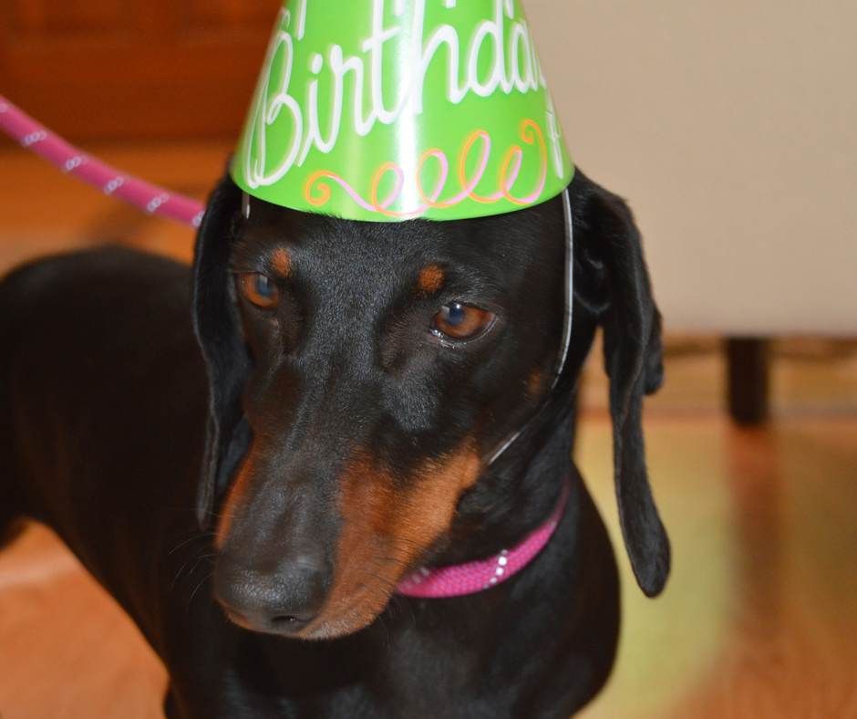 Top 3 Reasons To Celebrate Your Dog's Birthday | Wag and Cluck - Wag ...