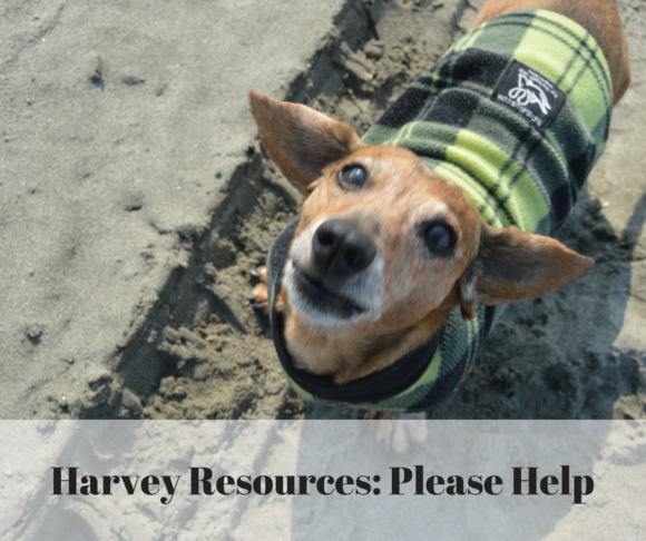 Animals Misplaced by Harvey: Where You Can Donate