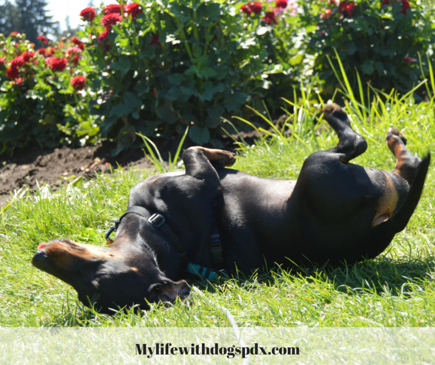 My Dog Has Giardia Now What? Wag and Cluck Wag and Cluck