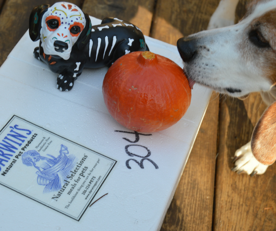 What's in Our Dog Food A Darwin's Q&A ad Wag and Cluck Wag and Cluck