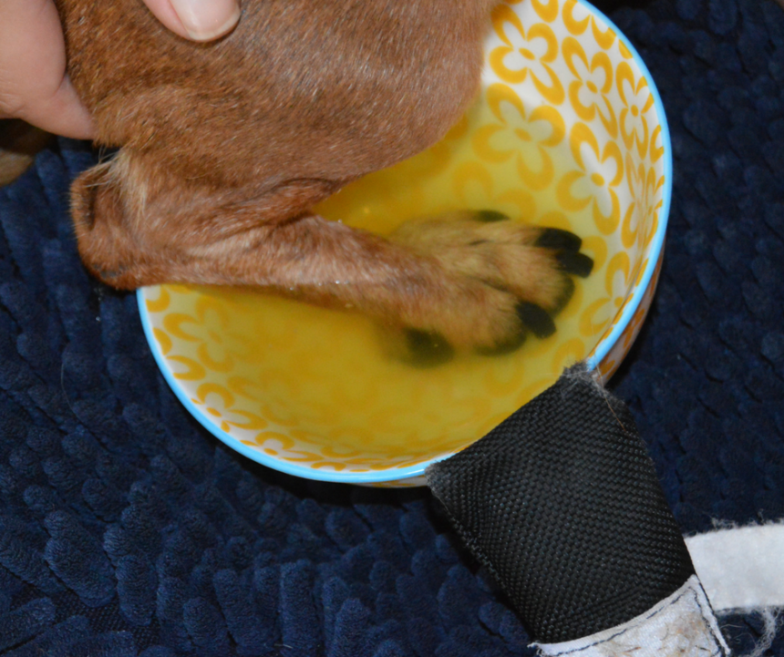 Paw Soaks: My Fave Herbal Combo - Wag and Cluck - Wag and Cluck