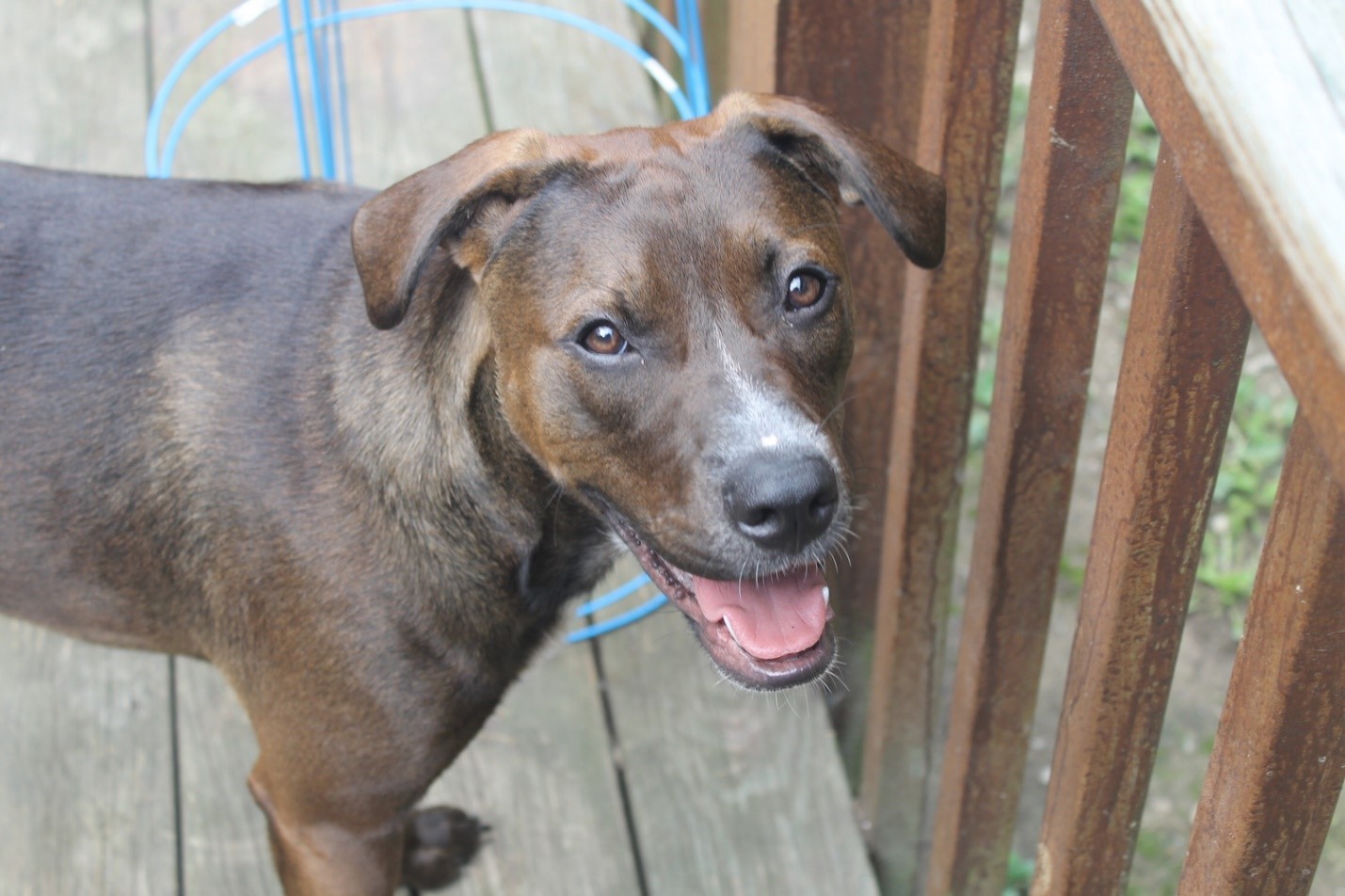 5 Tips to Help Your Shy Dog Anxiety Wag and Cluck