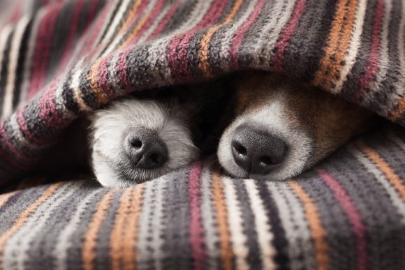Guest Post: Should Your Dog Sleep with You in Bed?
