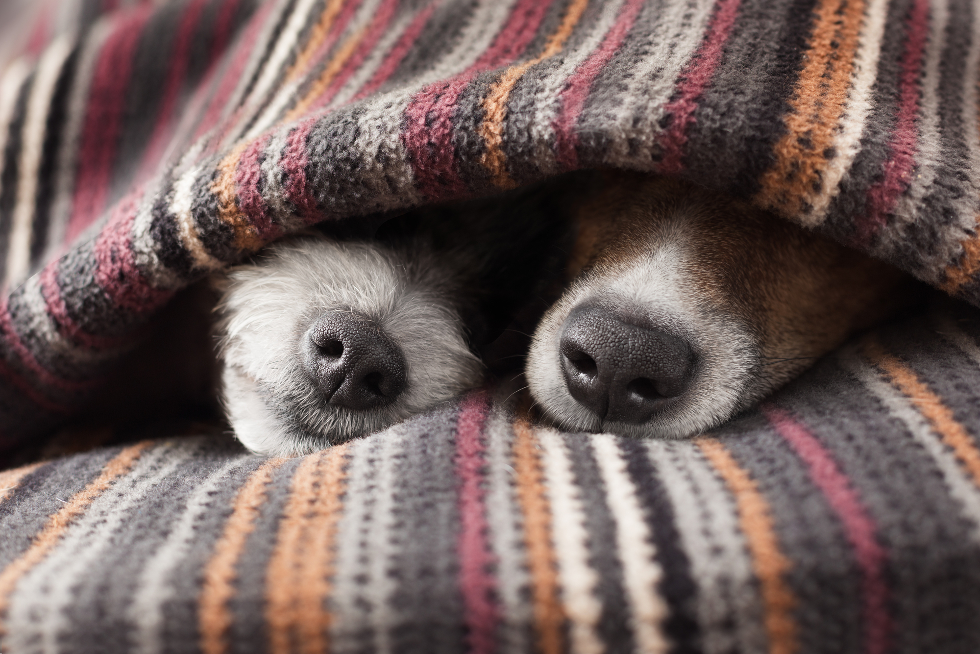 Should Your Dog Sleep with You in Bed? Wag and Cluck