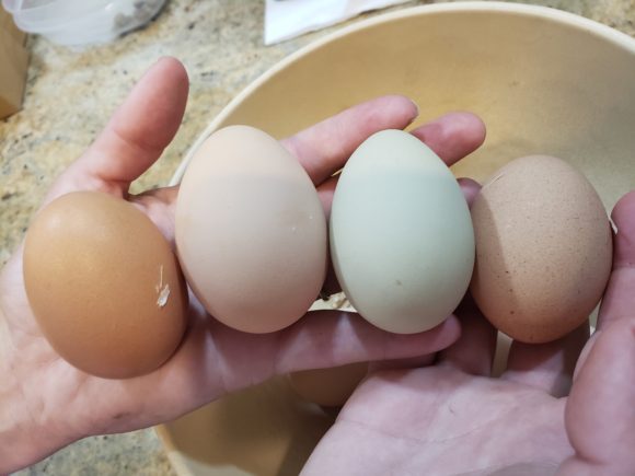 Chickens are Complicated: Fresh Eggs are Not