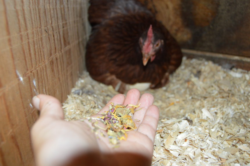 The Low Down on Broody & Laying Hens: Nesting Areas #ad - Wag and Cluck ...