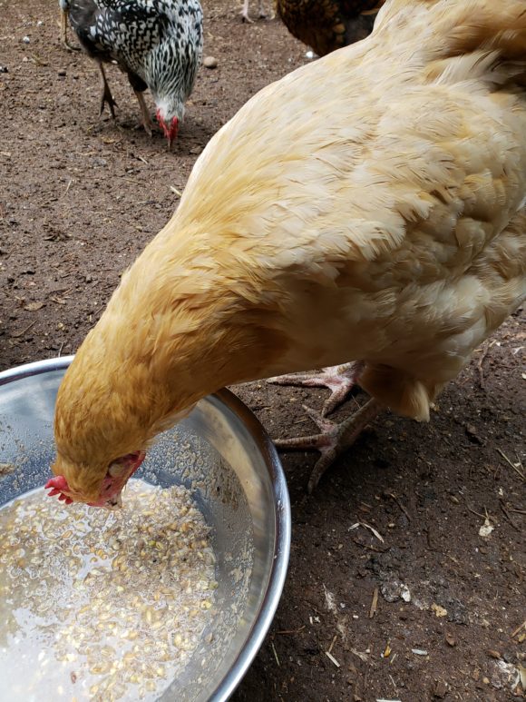 How to Ferment Chicken Feed