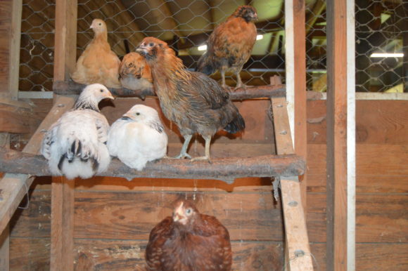 How To Successfully Integrate New Chickens Or Pullets Into A Flock ...