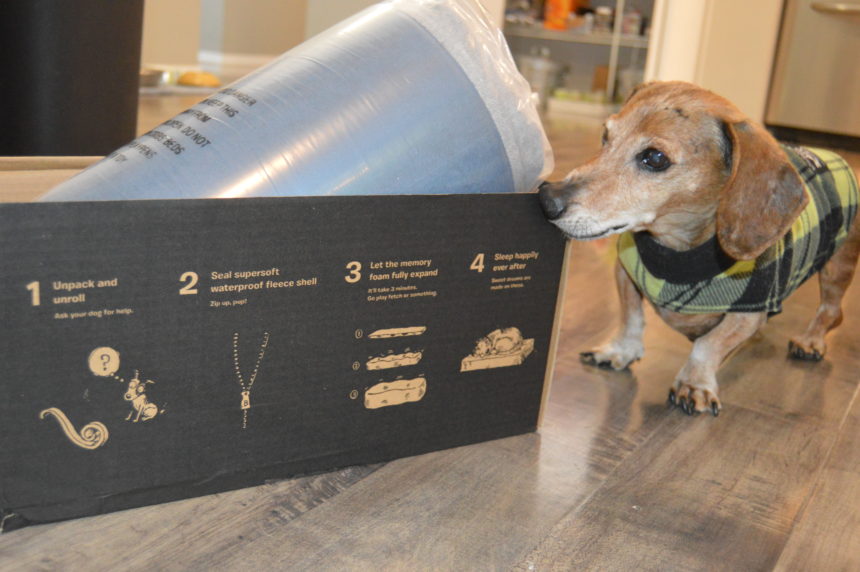 Dog Bed Review: Memory Foam Bed From BarkBox - Wag and Cluck
