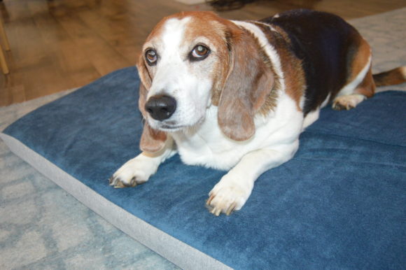 Product Review: BarkBox Memory Foam Dog Bed for the Hounds #ad