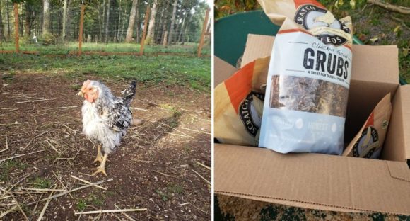 Why Are My Chickens No Longer Laying and Losing All Their Feathers? #sponsored
