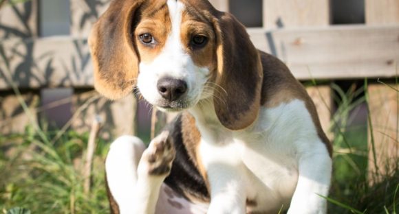 7 Tips and Tricks in Getting Rid of Fleas For a Happier Dog