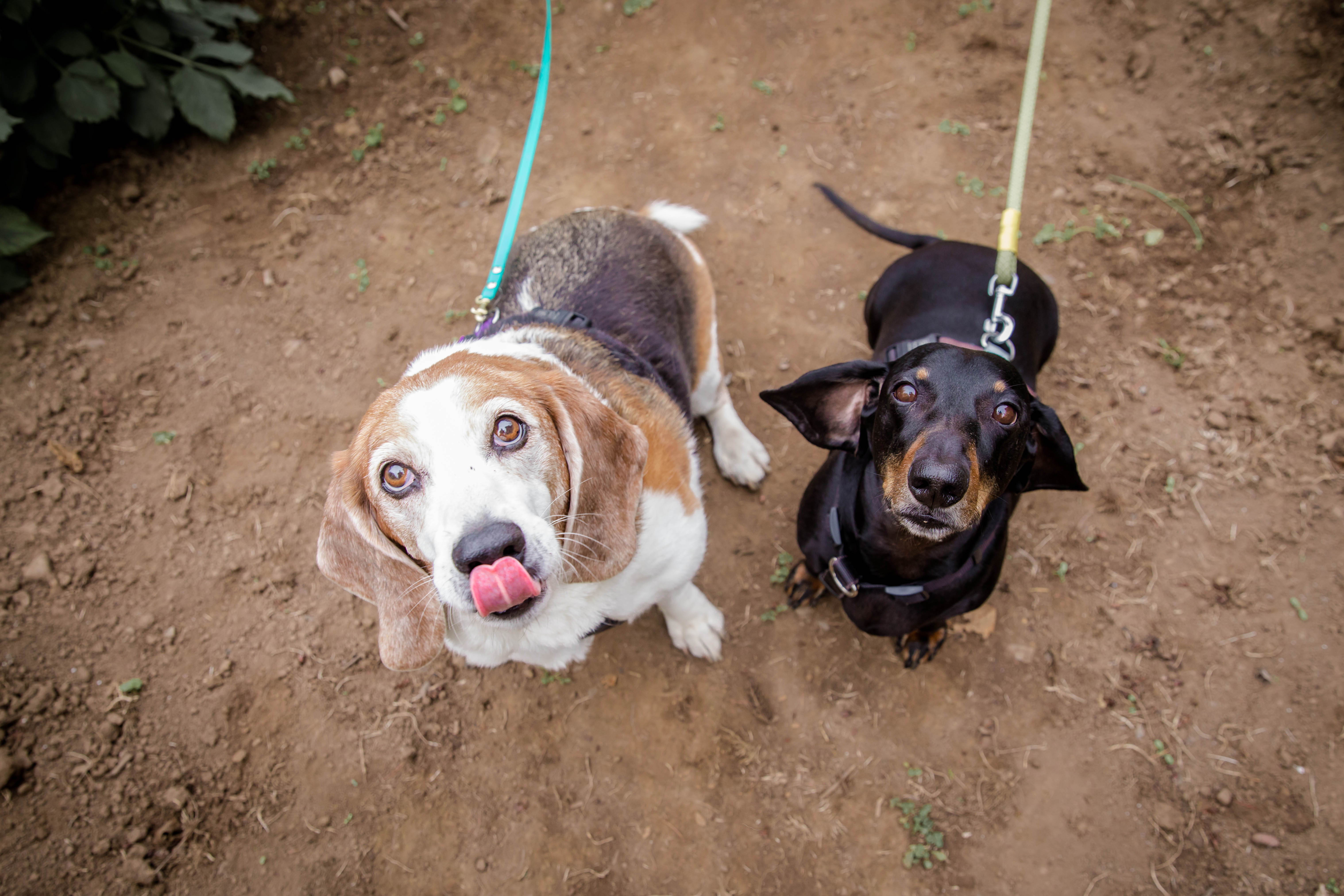 Vestibular Disease In Old Dogs Wag And Cluck Wag And Cluck