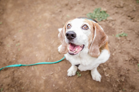 Tips for Dogs with Kidney Disease