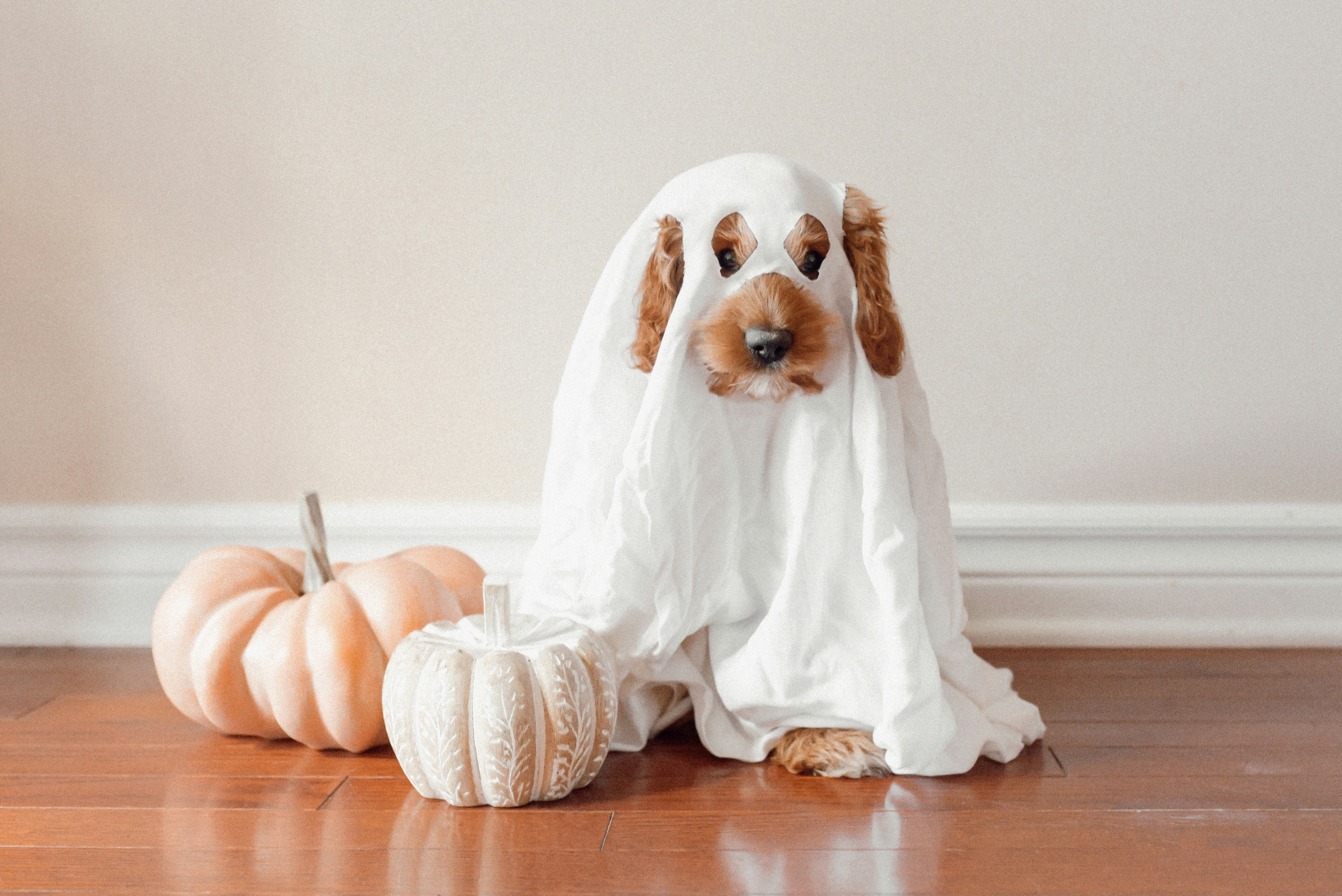 Howl-O-Ween Bash: 9 Spooky Fun Ideas for a Dog Halloween Party at Home